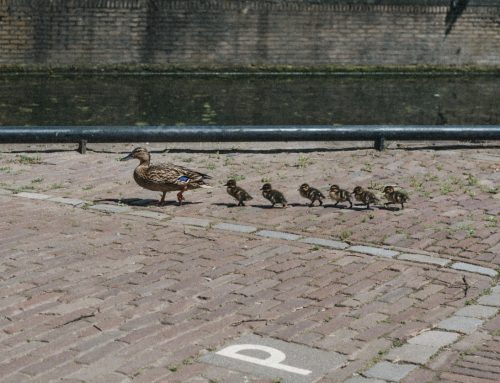 Alleenstaande ouder met minderjarige kinderen: wat moet je regelen voor het geval je overlijdt?